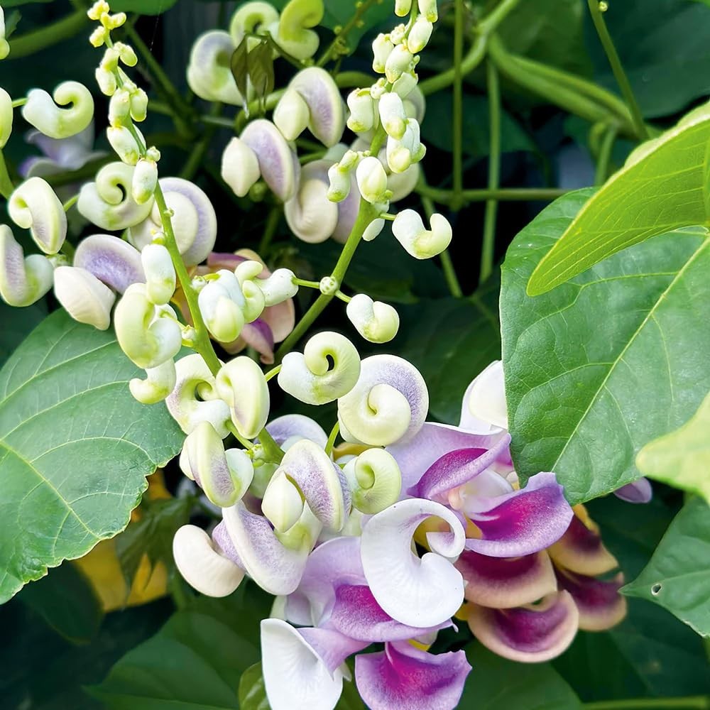 20+ Corkscrew Vine Flower Seeds for Planting Outdoors Garden-Perennial white