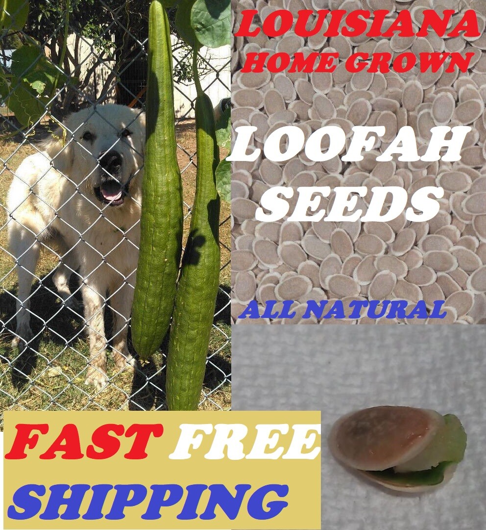 BULK PRICE FREE SHIPPING USA 100%Organic Natural Loofah Sponge Seeds Luffa Gourd