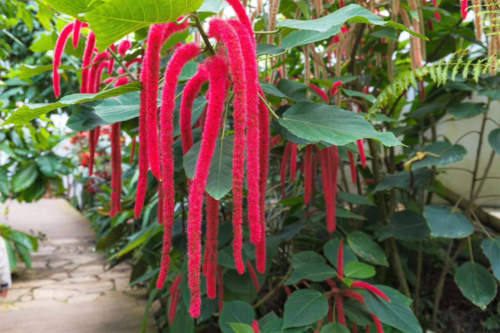500 LOVE LIES BLEEDING Amaranthus Caudatus ( Kiss Me Over The Garden Gate ) Seed