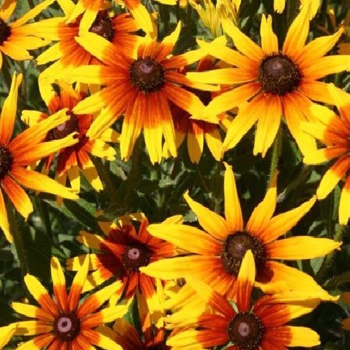 2,500 To 10,000 Gloriosa Daisy Flower Seed Rudbeckia Hirta Long Season Perennial
