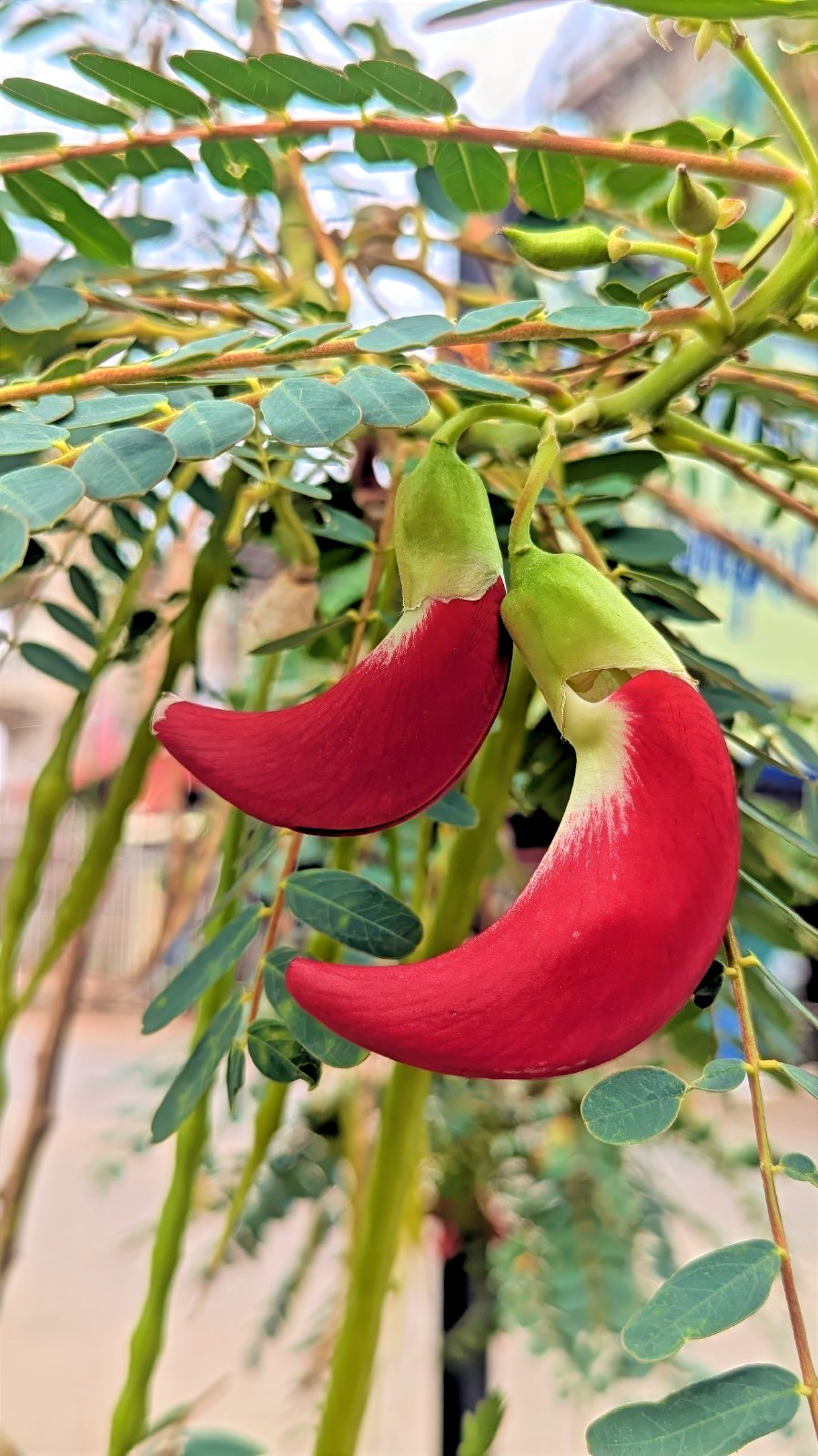 20 Hummingbird Tree Seeds (Sesbania grandiflora) “Agati” Flower Plant Fast RARE