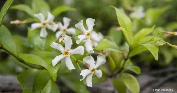 Asiatic Jasmine~Trachelospermum asiaticum~Small Rooted STARTER Plant~Fragrant