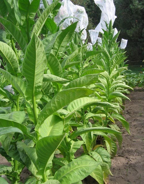 1000 Dominican Republic Olor Seeds ~ Fine Cigar Wrapper Nicotiana Tabacum