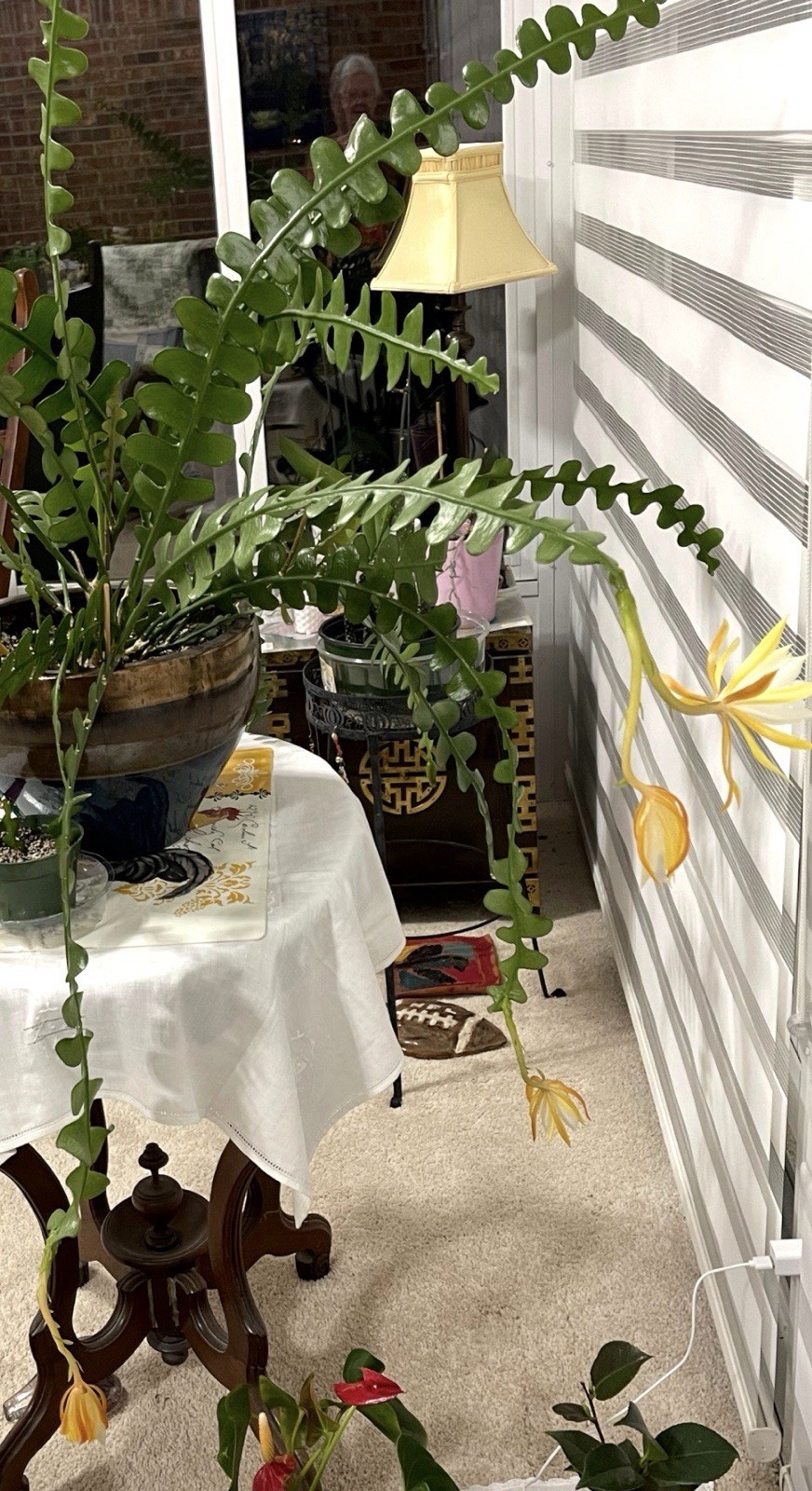 🌿 FISHBONE STARTER PLANT Famous for deeply lobed, zig-zag stems BLOOMS YELLOW🪴