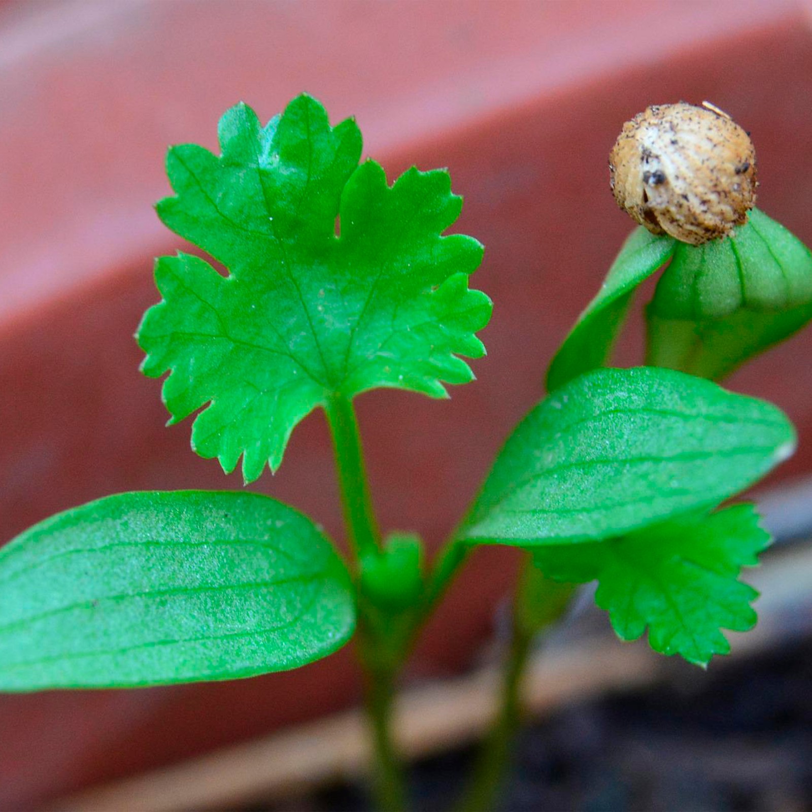500 Cilantro Herb Seeds Leisure Splits Non-GMO Heirloom Garden BOGO 50% OFF