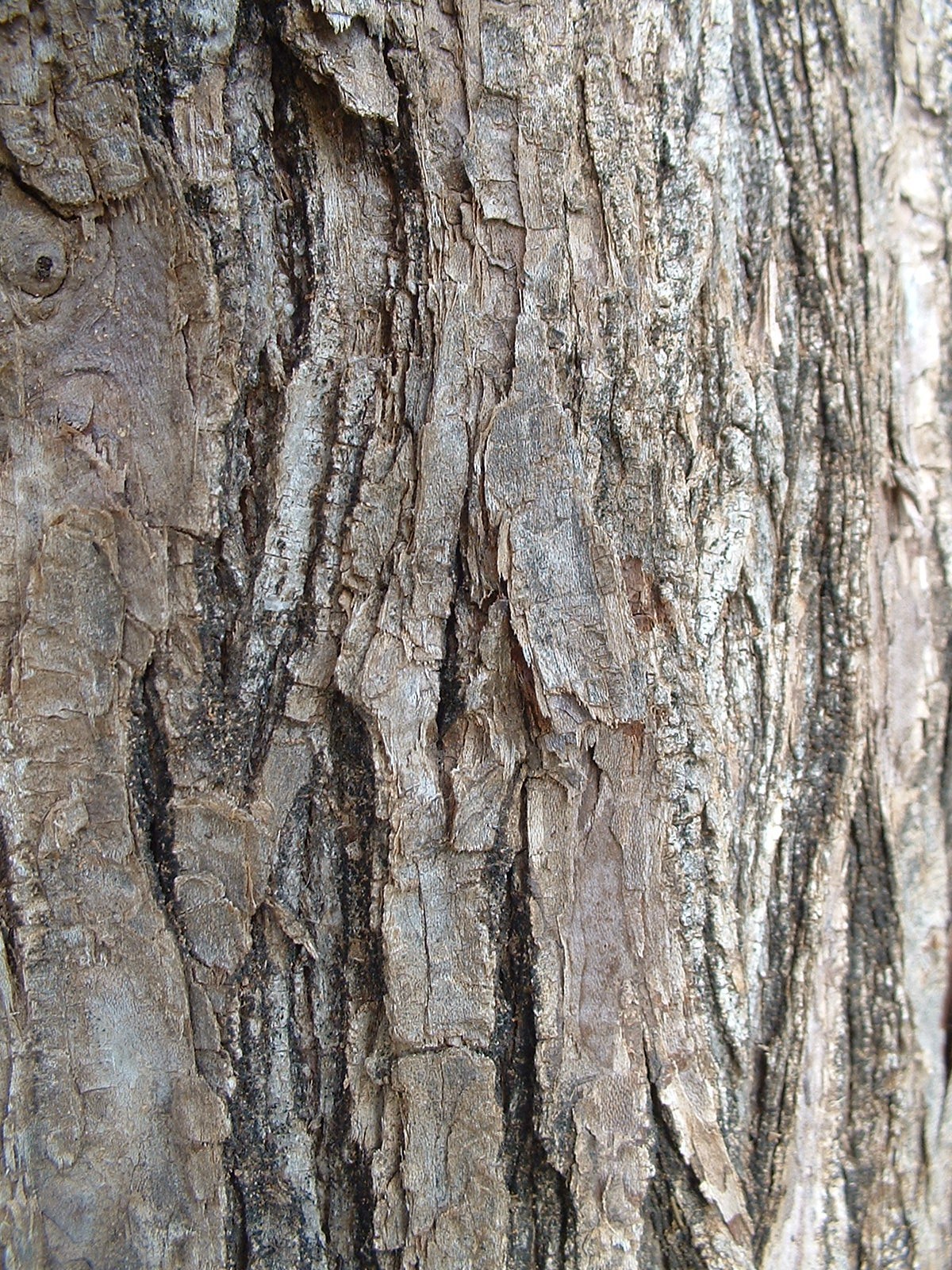 Chinaberry, Melia azedarach, Tree Seeds