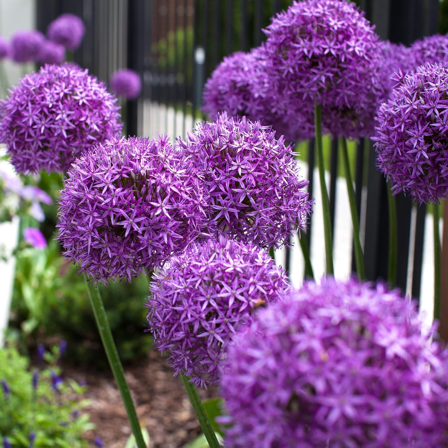 Allium Giganteum Seeds for Planting – 300+ Ornamental Onion Rabbit & Deer Resist
