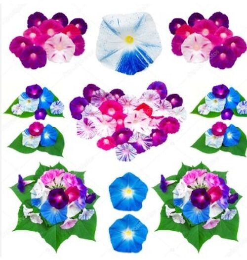 10 Multi COLOR MORNING Glory seeds Trumpet Floret Climbs Lattice Winding Vines