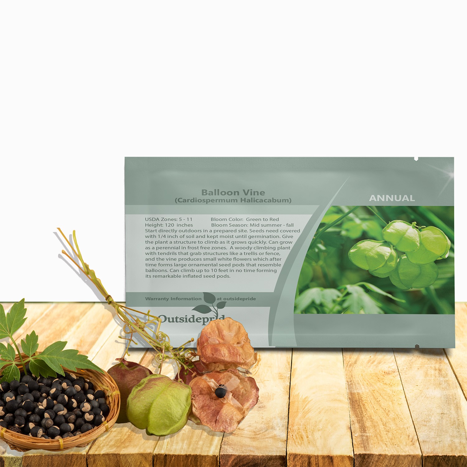 100 Seeds Cardiospermum Halicacabum Seeds – Balloon Vine Flower Seeds
