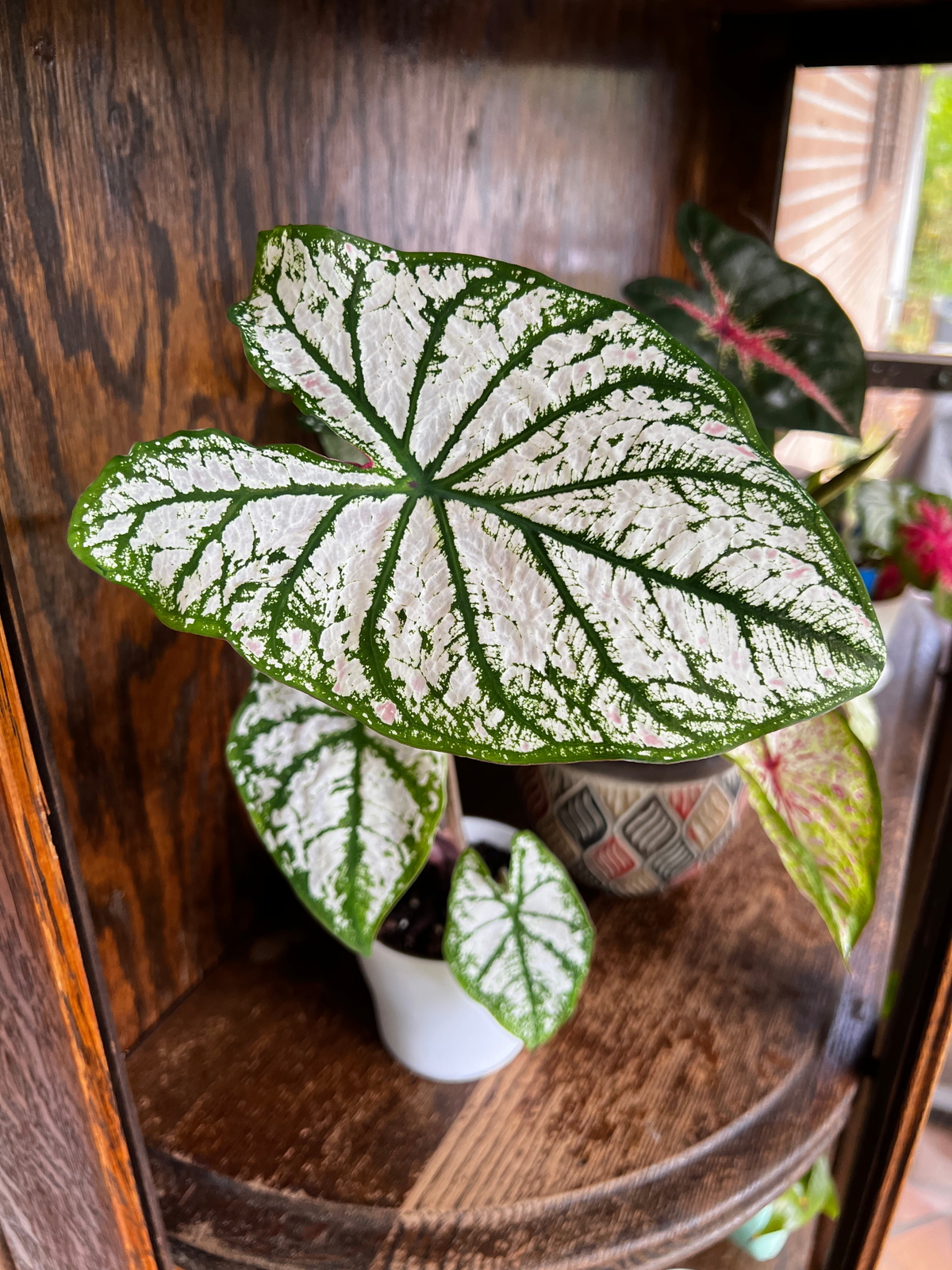 White Christmas Caladium (2 Bulbs)