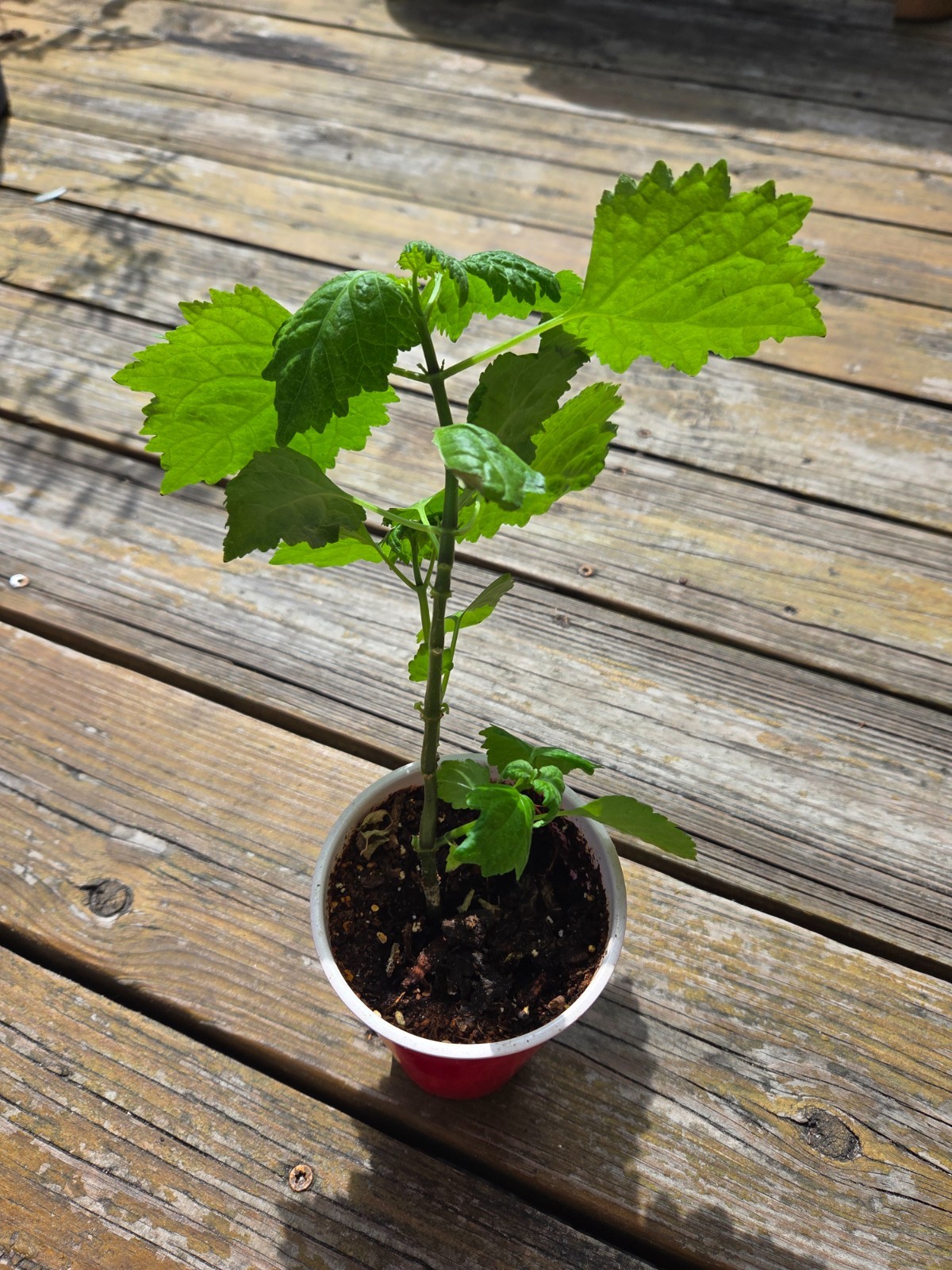 6″ -8″ LIVE PLANT Pogostemon Cablin TRUE PATCHOULI Aromatic HIPPY Herb