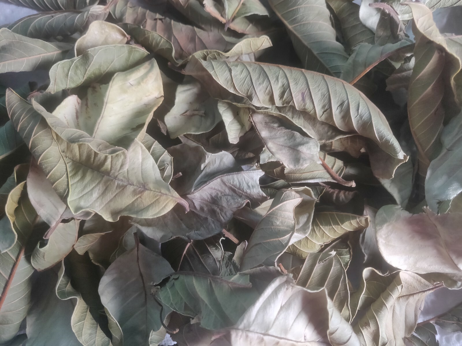 50 HOJAS DE GUAYABA ORGANICAS SECAS-50 ORGANIC DRY GUAVA LEAVES