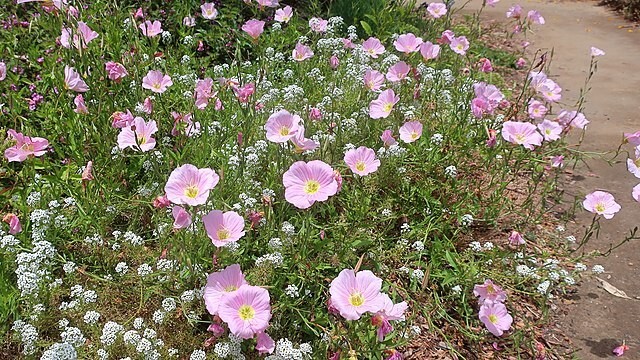 Showy pink evening primrose 100 seeds pink evening primrose, Oenothera speciosa