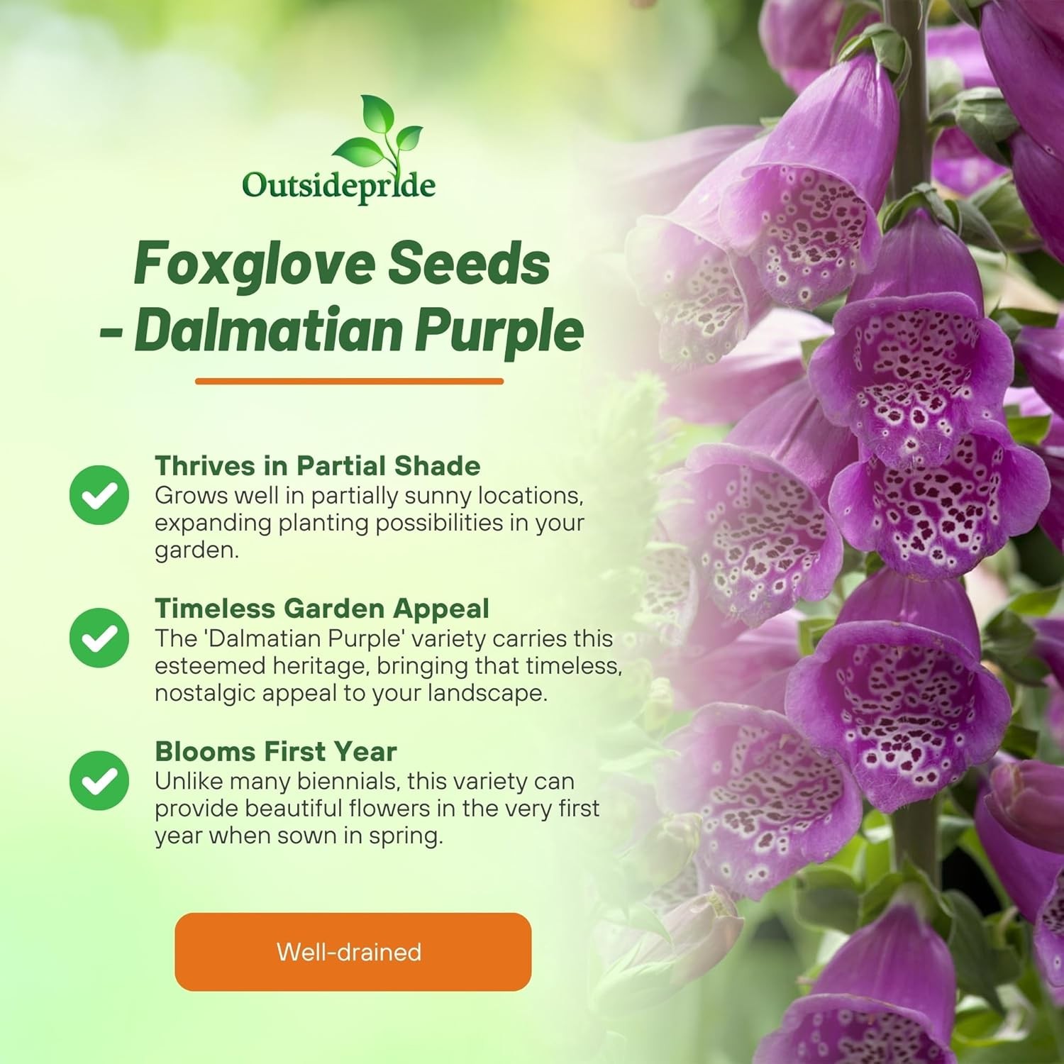 25 Seeds Biennial Digitalis Dalmatian Purple Foxglove Flower Plant Seeds