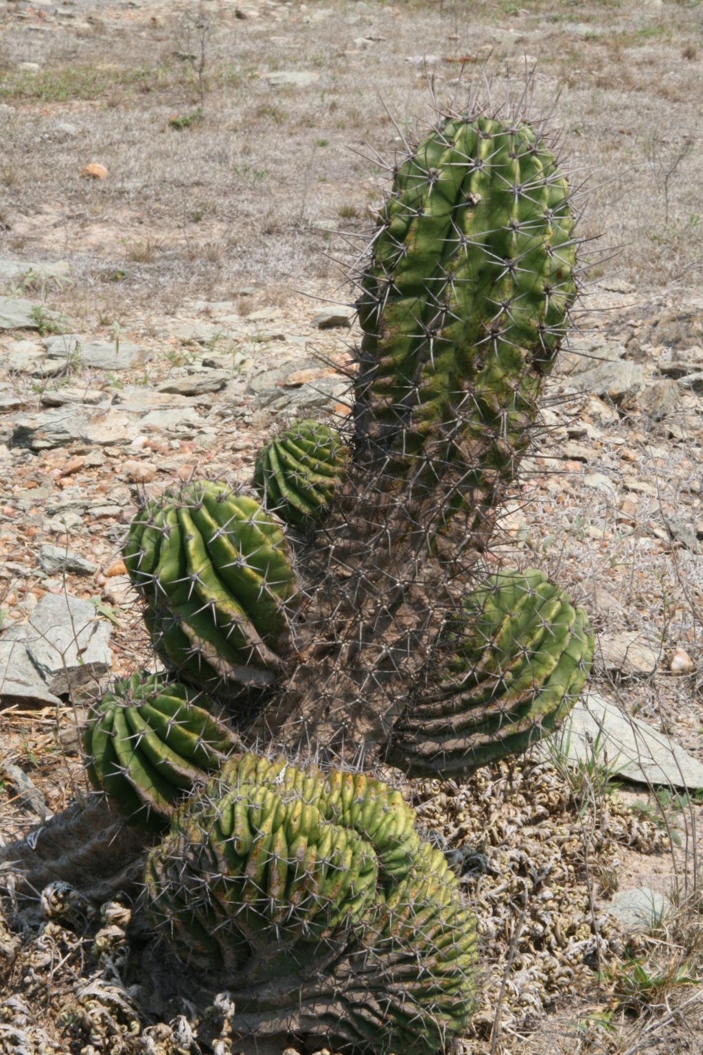 Echinopsis Rhodotricha 5 Seeds Free Shipping!