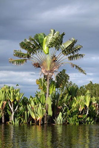 Ravenala madagascariensis | Traveller’s Palm | 5 Seeds