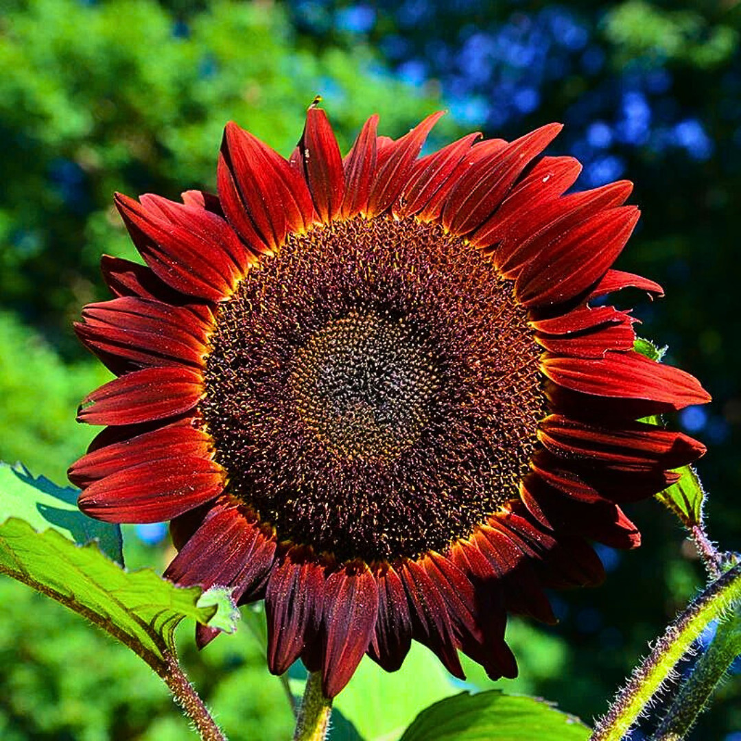 Fresh Premium Red Sun Sunflower Seeds | Heirloom Non-GMO | Flower seeds