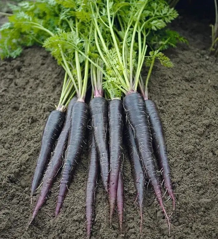 100+ Black Nebula Carrot Seeds – Heirloom – Organic – NON GMO – FRESH —– RARE