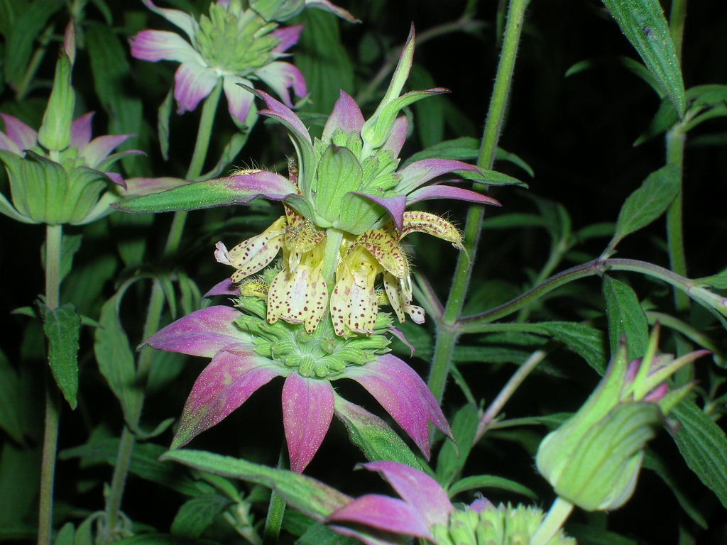 100 SPOTTED BEE BALM Monarda Punctata Flower Herb Horesemint Dotted Mint Seeds