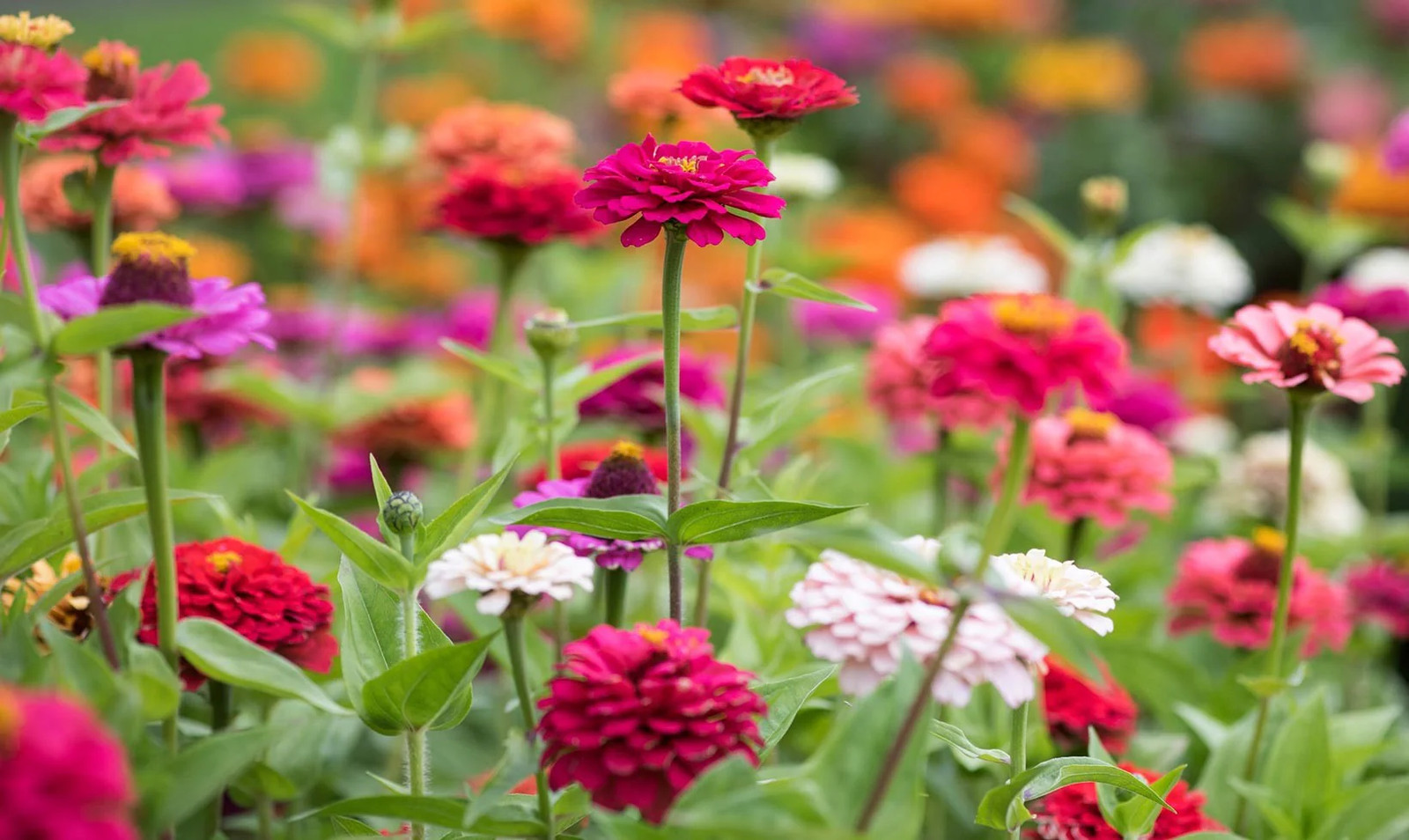 Lilliput Mix Zinnia Seeds | Pom Pom Dwarf Rainbow Multi Color Flower Seed 2024