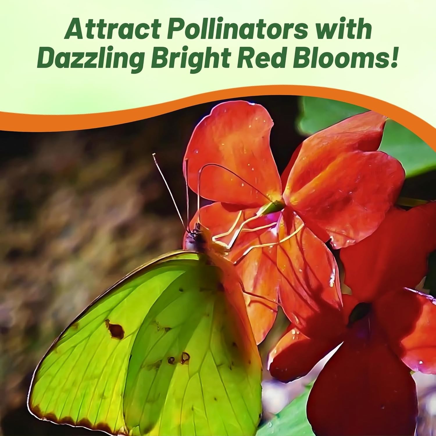 75 Seeds Bright Red Impatiens Container Plant Flower Seeds