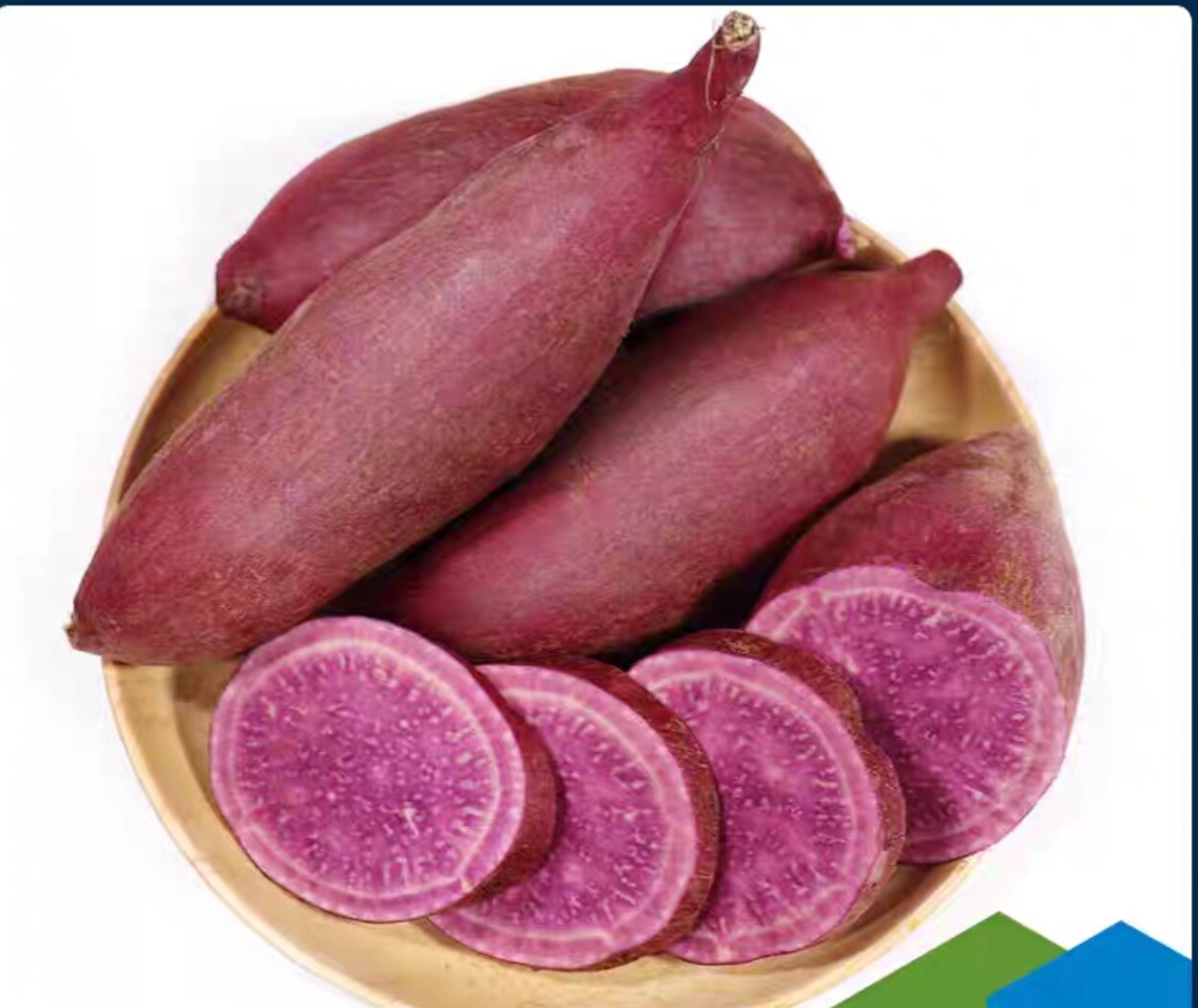 10 Purple Molokai Sweet Potato Slips/ Cuttings / Molokai Sweet Potato Slips