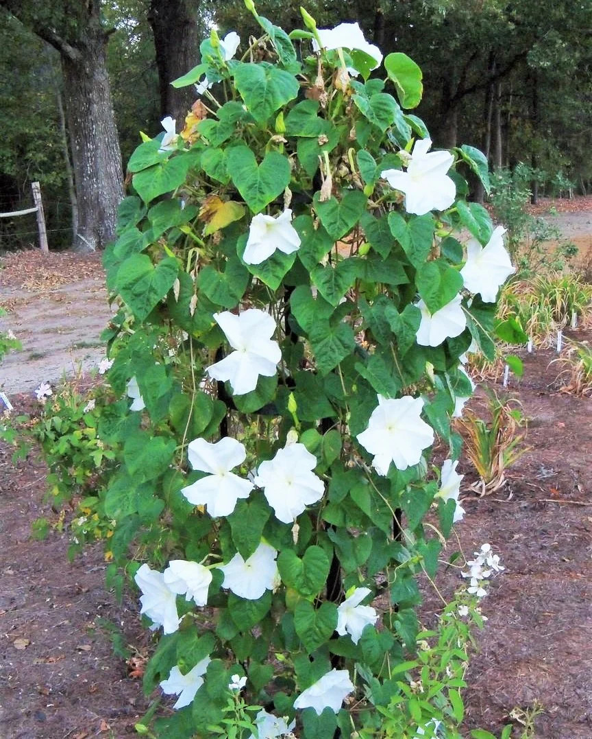 Moonflower Seeds | Giant Tropical White Morning Glory Vine Moon Flower Seed 2023