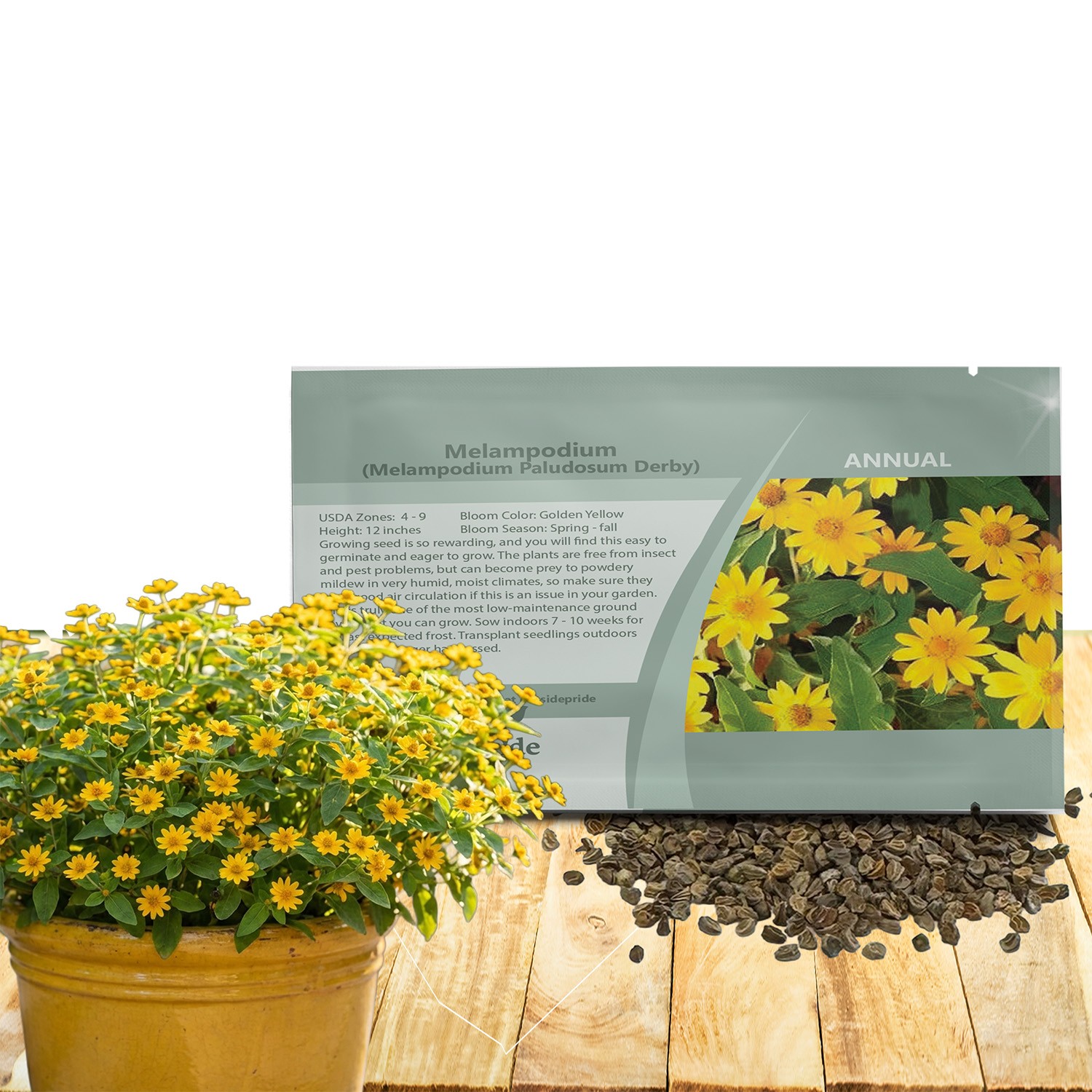 200 Seeds Melampodium Derby Seeds – Butter Daisy Melampodium Paludosum