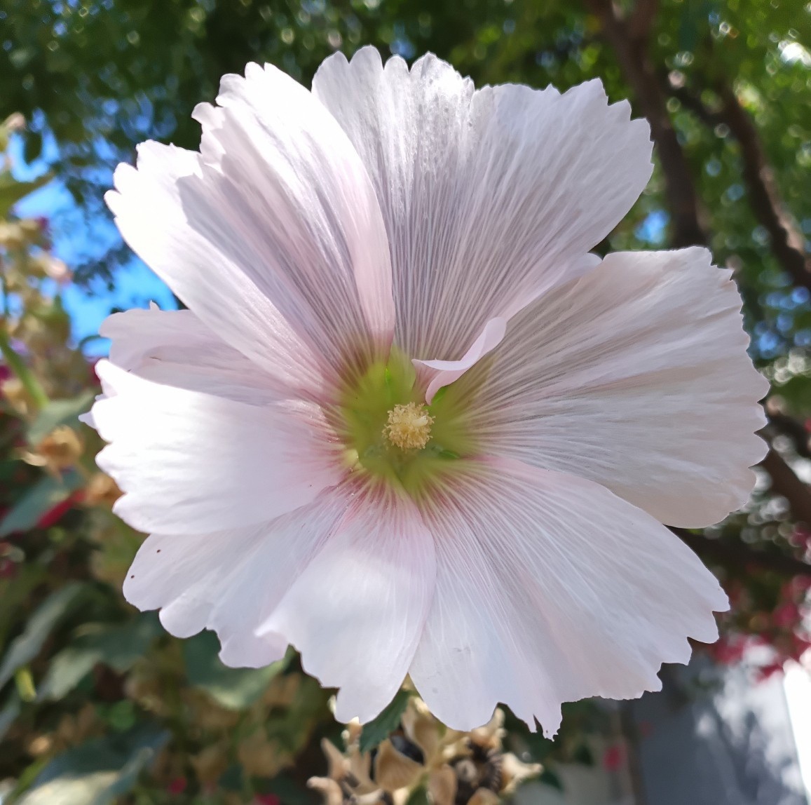Light Pink Hollyhock – (100+) Seeds 1.5 g.