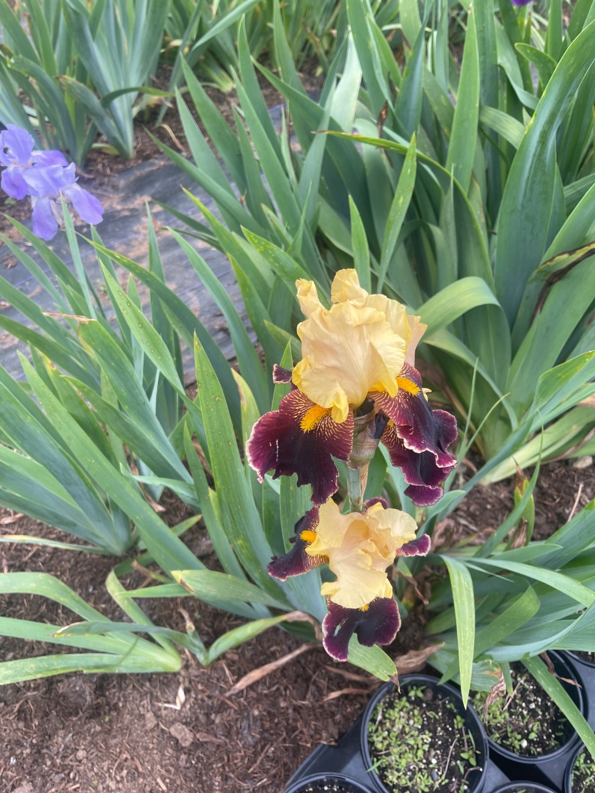 10 Fresh Dug Iris Rhizomes – Mixed Colors & Varieties