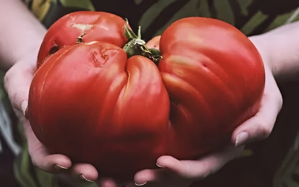 75 Heirloom Mortgage LIfter Tomato Seeds – Huge 4LB Tomato!!