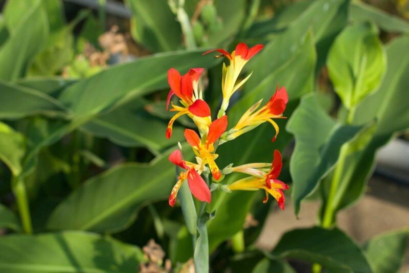 2 Canna Indica / Indian Shot Red/yellow Plant Pond Marginal Yard Edible
