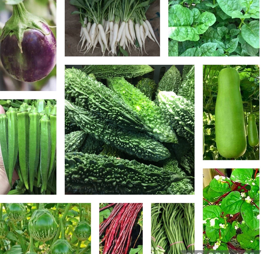 10 Packets Asian Vegetable SEEDS. Indian Bittermelon,Malabar spinach and more!