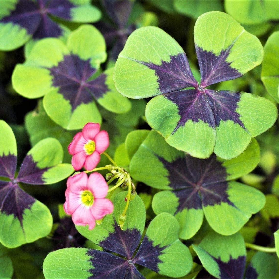 Indoor/Outdoor 20 Pack Good Luck Shamrock Bulbs – Iron Cross for All Seasons