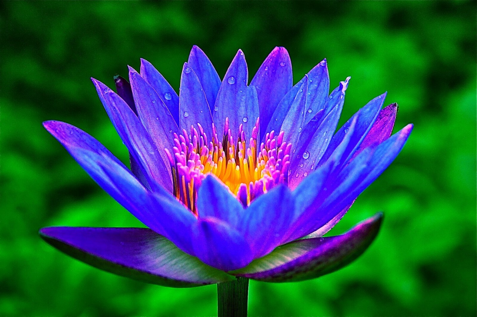 🌺🌺 LOTUS colorful water Lily Aquarium Plant seeds bulb Easy grow FS0-03 LOTUS