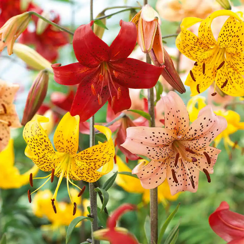 14/16 Cm, Twinkle Tiger Lily Mixed Flower Bulbs (Bag of 20)