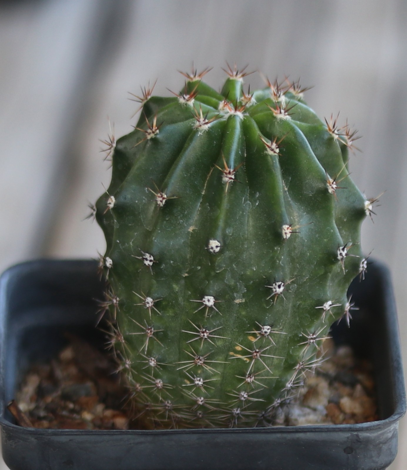 Echinopsis hybrid ‘Champagne’
