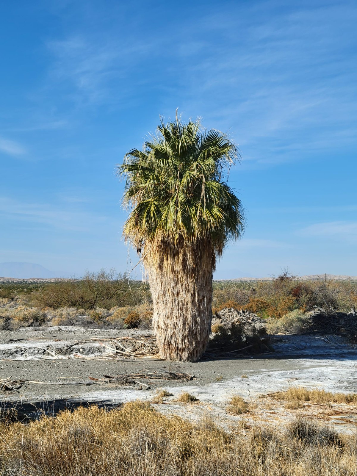 Washingtonia filifera Seeds! Cold-Hardy! California Fan Palm
