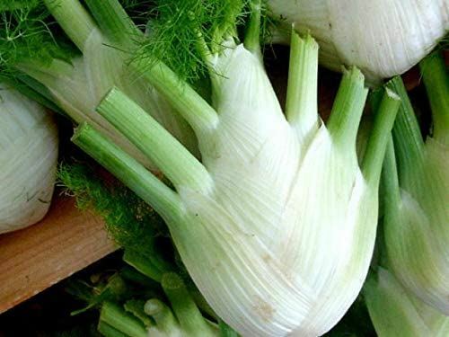Fennel Seeds, Florence Fennel Seeds, “COOL BEANS N SPROUTS” Brand. Home Gardenin