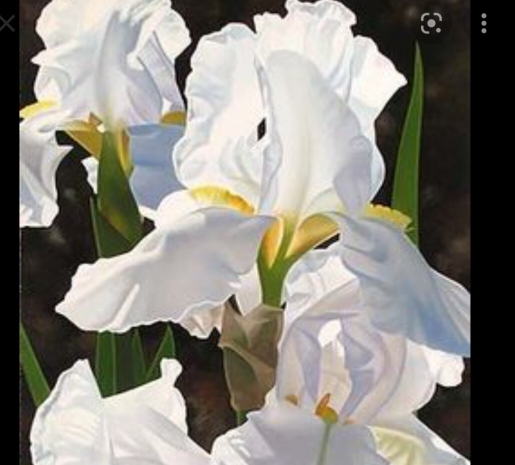5x MIXED VARIETIES/COLORS IRIS Bulbs/Rhizomes FRESH