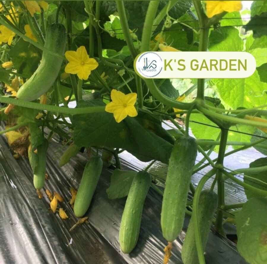 (20 PCS) F1 CUCUMBER SEEDS, DƯA LEO LAI F1 | 98% GERMINATION |