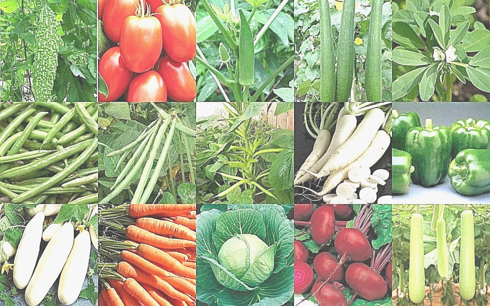 NON GMO HEIRLOOM VEGETABLE SEED YOU CHOOSE OVER 90 VARIETIES GROW YOUR OWN FOOD!