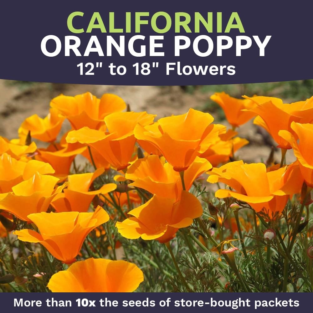 California Orange Poppy Wildflower Seeds Bulk 1 Ounce Packet Over 20,000 Na…