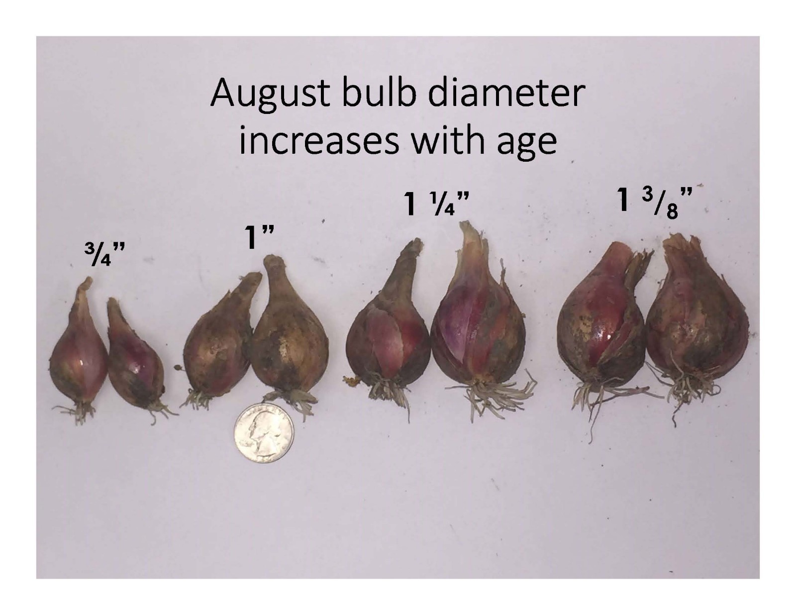 Egyptian Walking Onion PLANTS Grown in chemical free soil; FREE SHIPPING