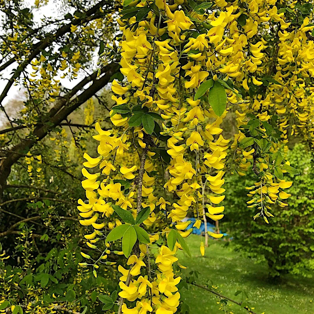 GOLDEN CHAIN TREE SEEDS (Laburnum anagyroides) “Wisteria Like” Flowering Plant