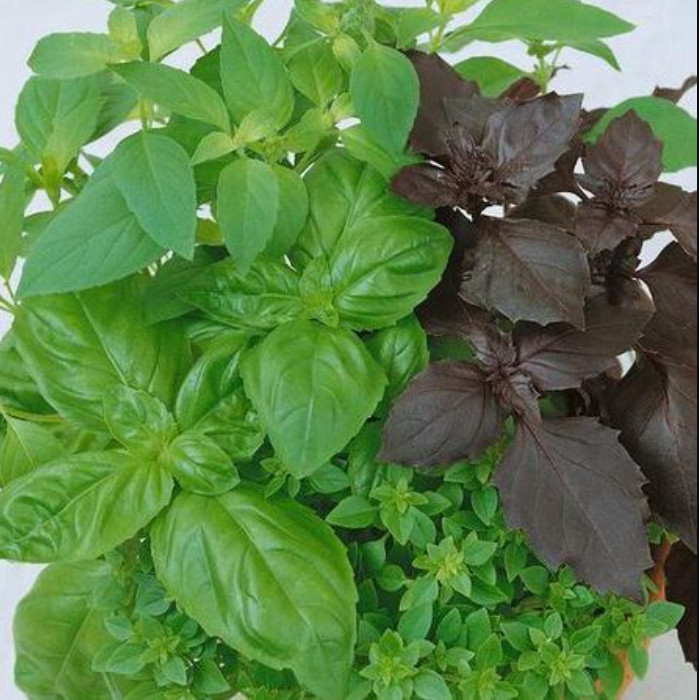 Basil CULINARY BLEND Mixed Seeds Kitchen Garden Herbs Cooking Non-GMO 200 Seeds!