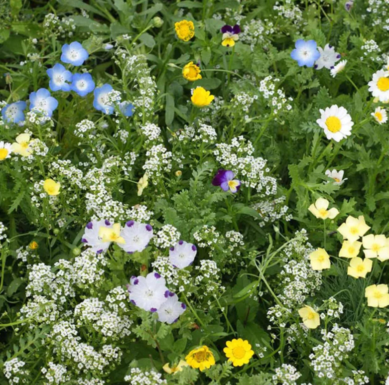 Landscaper’s Pack ALTERNATIVE LAWN MIX 13 Species Non-GMO 6 Grams 5000+ Seeds!