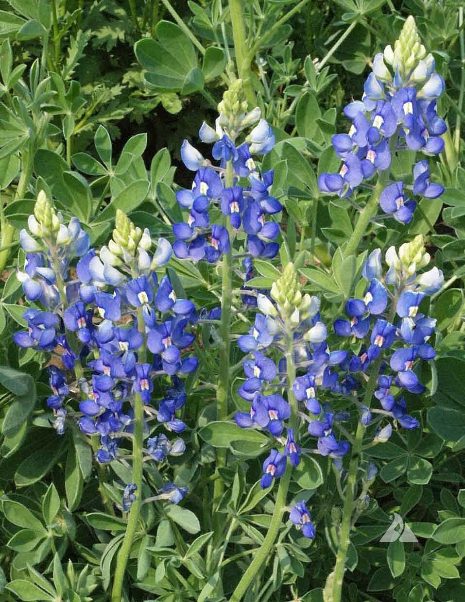Lupine TEXAS BLUEBONNET Wildflower Sun/Partial Shade Heirloom Non-GMO 50 Seeds!