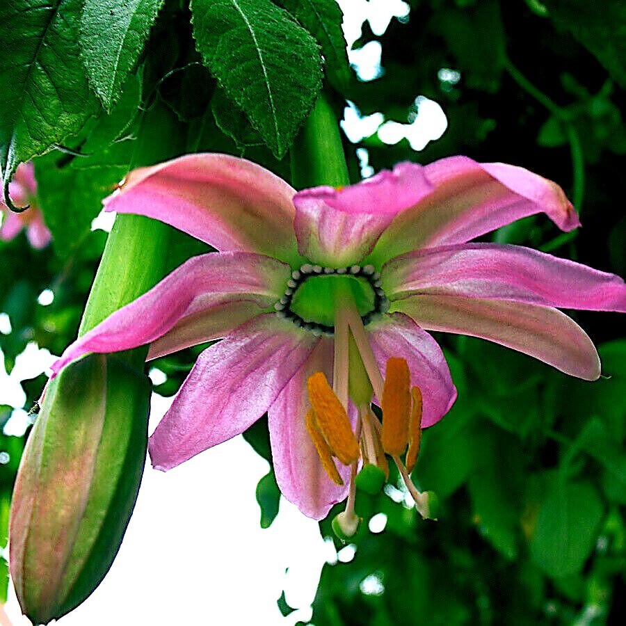 20 BANANA PASSIONFRUIT SEEDS (Passiflora Mollissima) Fast Flower Vine Plant RARE