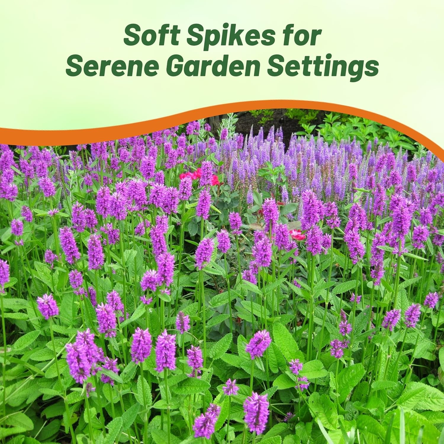 1000 Seeds Stachys Officinalis Betony Herb Seeds
